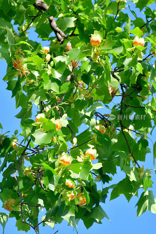 郁金香树花/鹅掌楸郁金香花